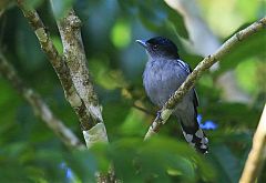 White-winged Becard